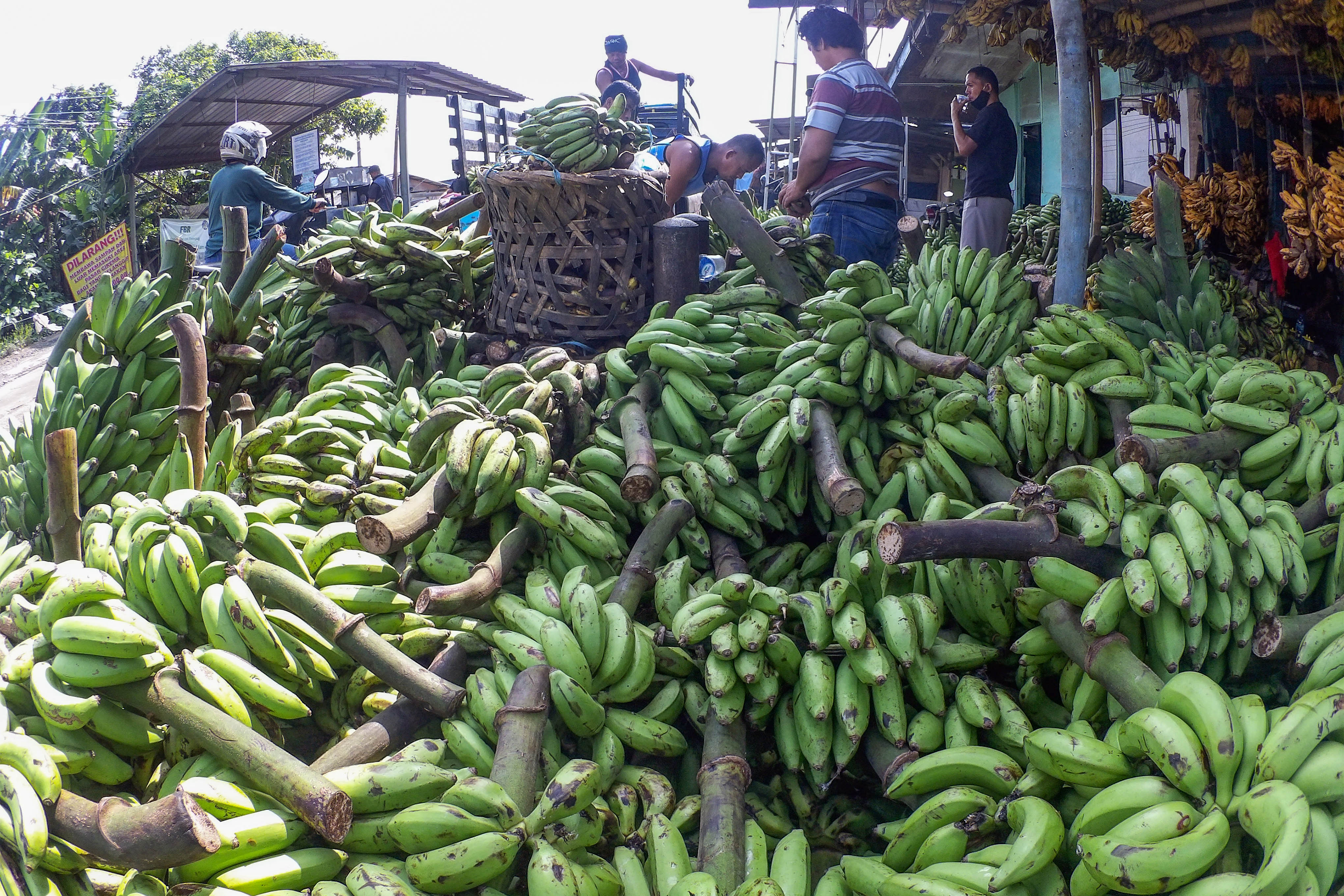 Pembeli memilih buah pisang di Pasar Induk Cikema, Cibinong, Kabupaten Bogor, Jawa Barat