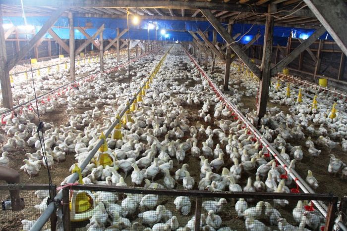 Untuk memenuhi kebutuhan ayam ras pedaging dan petelur, Indonesia masih melakukan pemasukan Grand Parent Stock (GPS) ayam ras. 