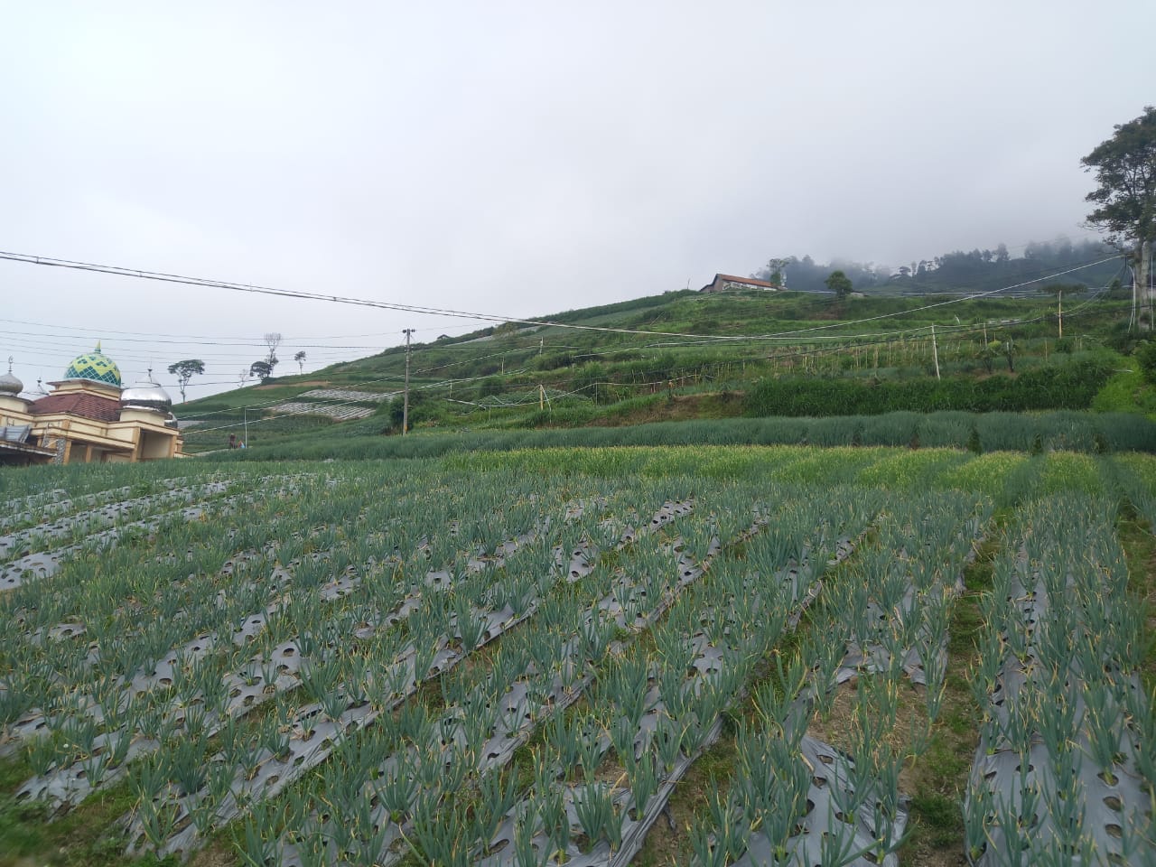 Boyolali Siap Amankan Pasokan Sayuran Selama Ramadan dan Lebaran