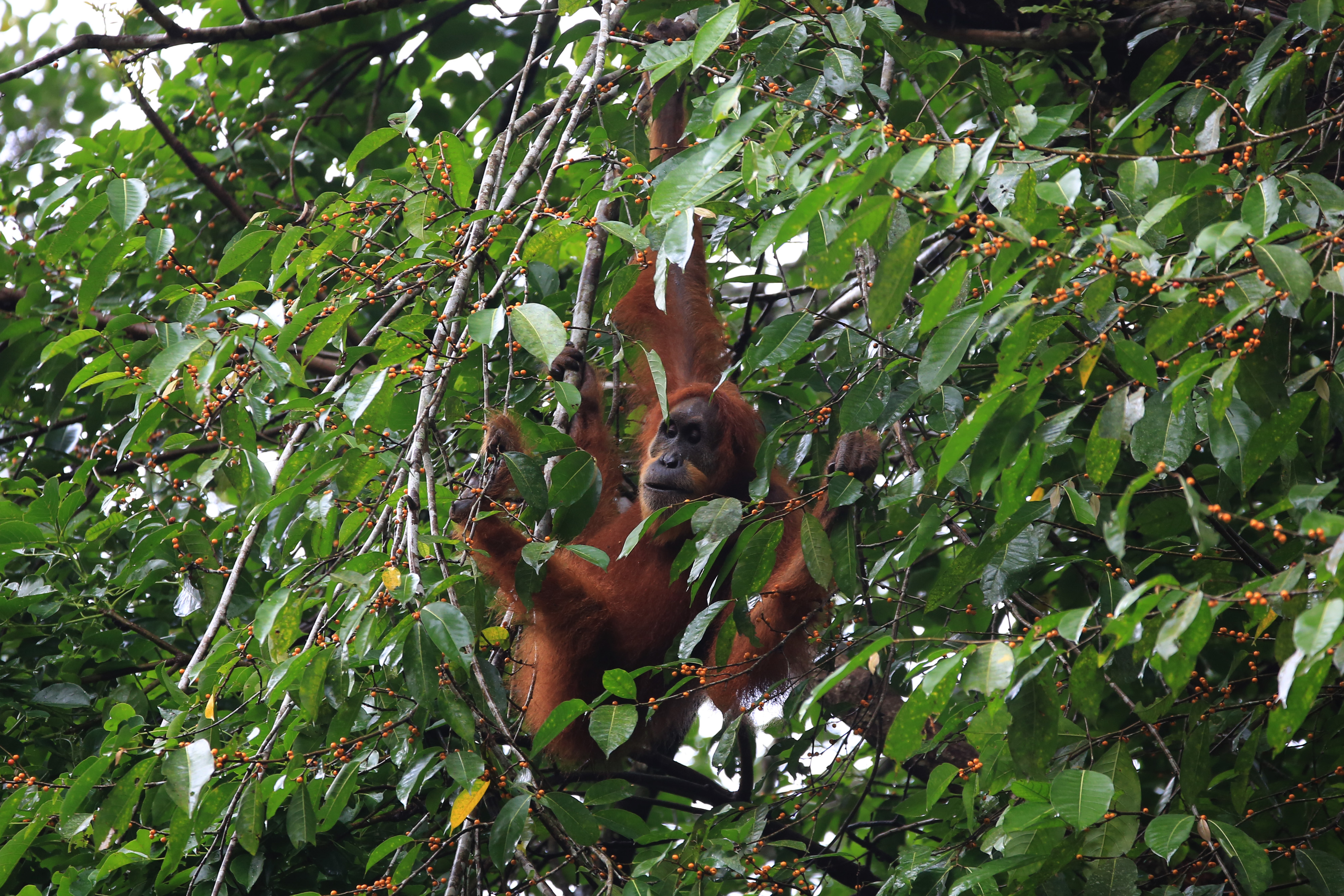 Orangutan