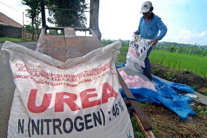 Petani Klaten, Jawa Tengah, menggunakan pupuk bersubsidi dari pemerintah.