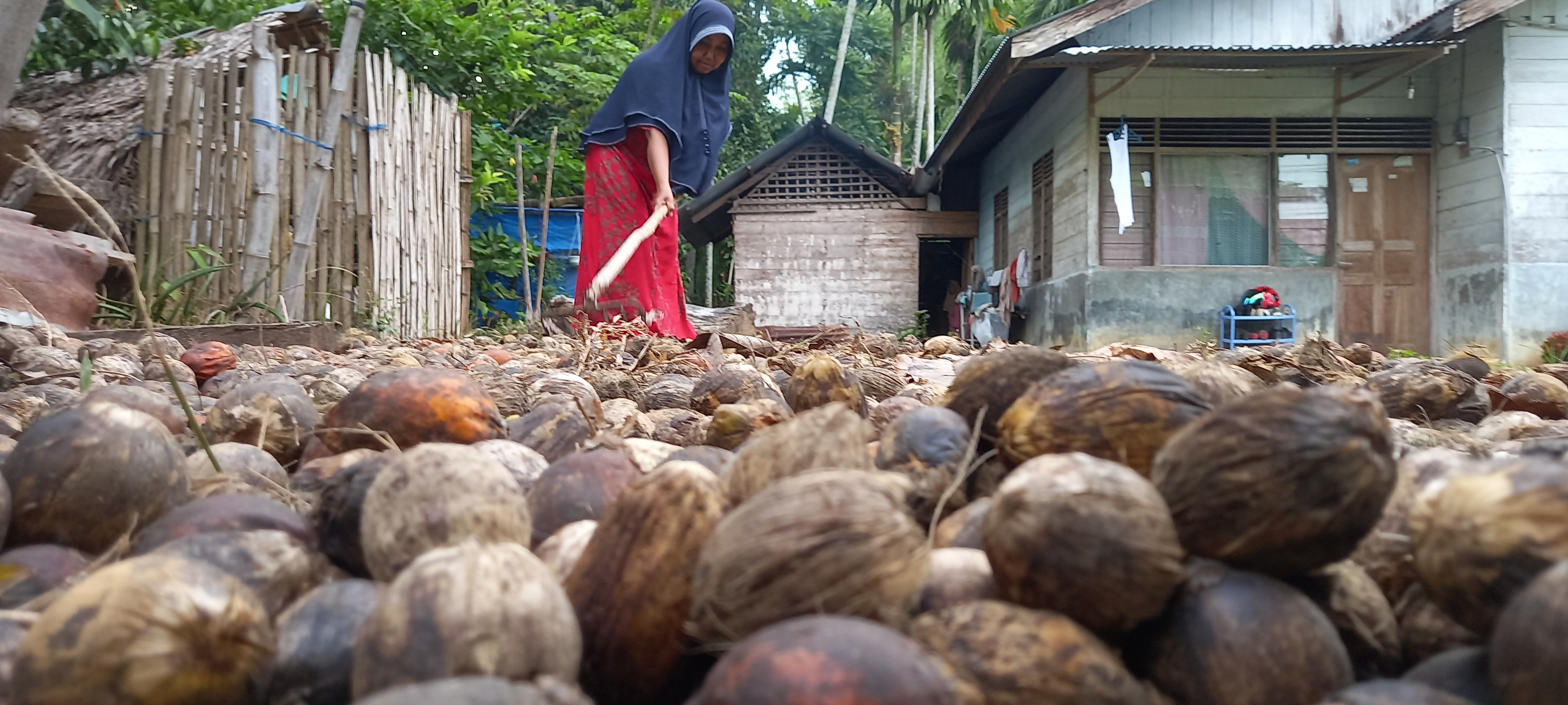  Seorang petani sedang menjemur pinang di kawasan Kecamatan Geulumpang Minyeuk, Kabupaten Pidie, Provinsi Aceh