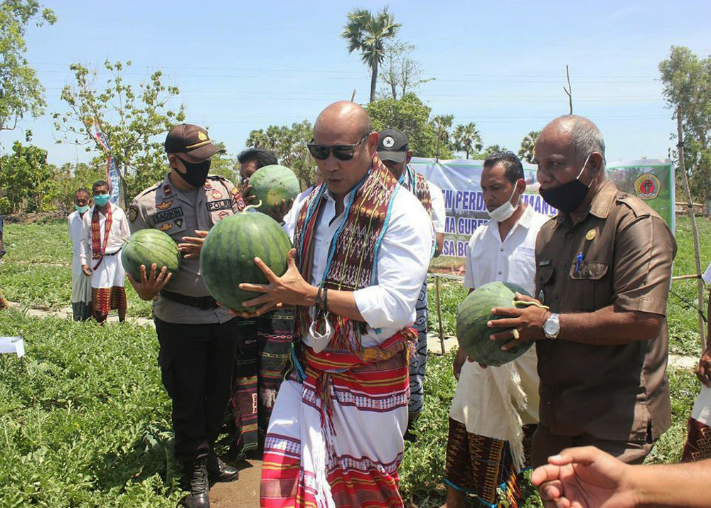 Gubernur NTT Viktor Laiskodat memanen semangka non biji di kebun milik Kelompok Tani Mandiri Maju Bersama di Desa Bolok, Kecamatan Kupang.
