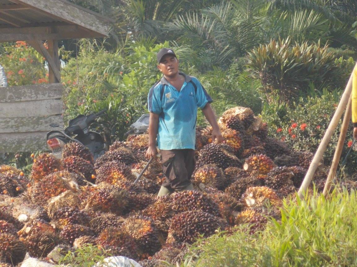 Para petani sawit tidak menikmati harga di tengah harga crude palm oil (CPO) yang sedang membaik.