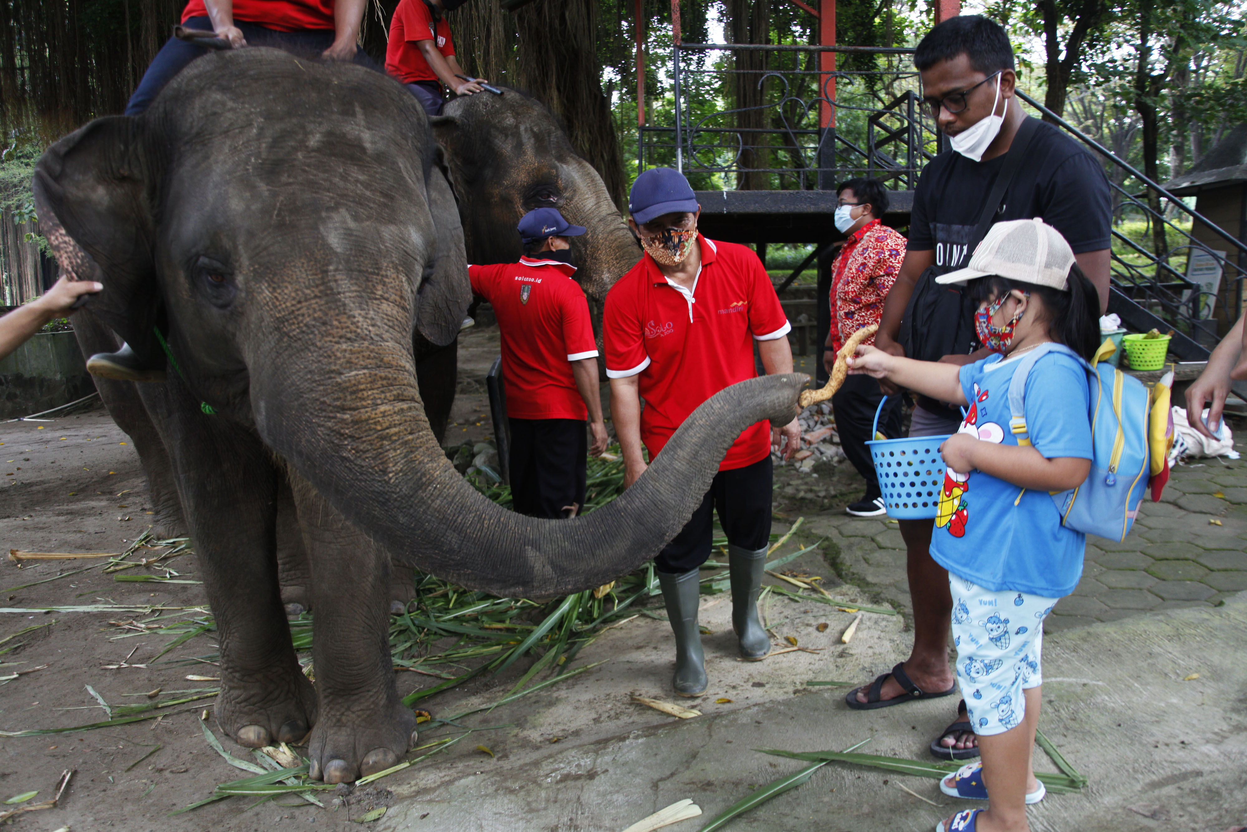 Pengunjung memberi makan gajah di taman satwa wilayah Solo, Jawa Tengah.