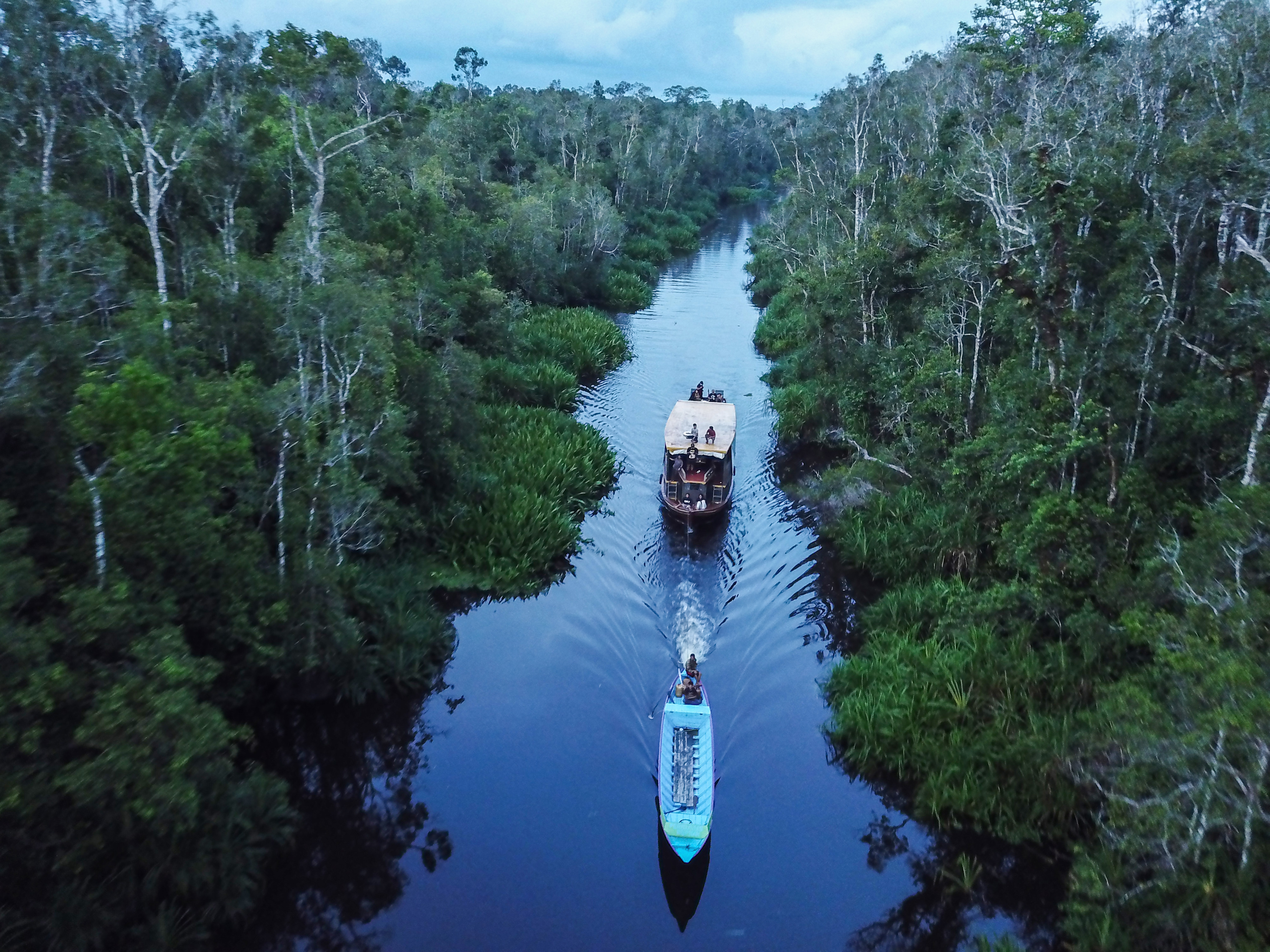 Foto udara wisata susur sungai di kawasan Taman Nasional Tanjung Puting, Kabupaten Kotawaringin Barat, Kalimantan Tengah.