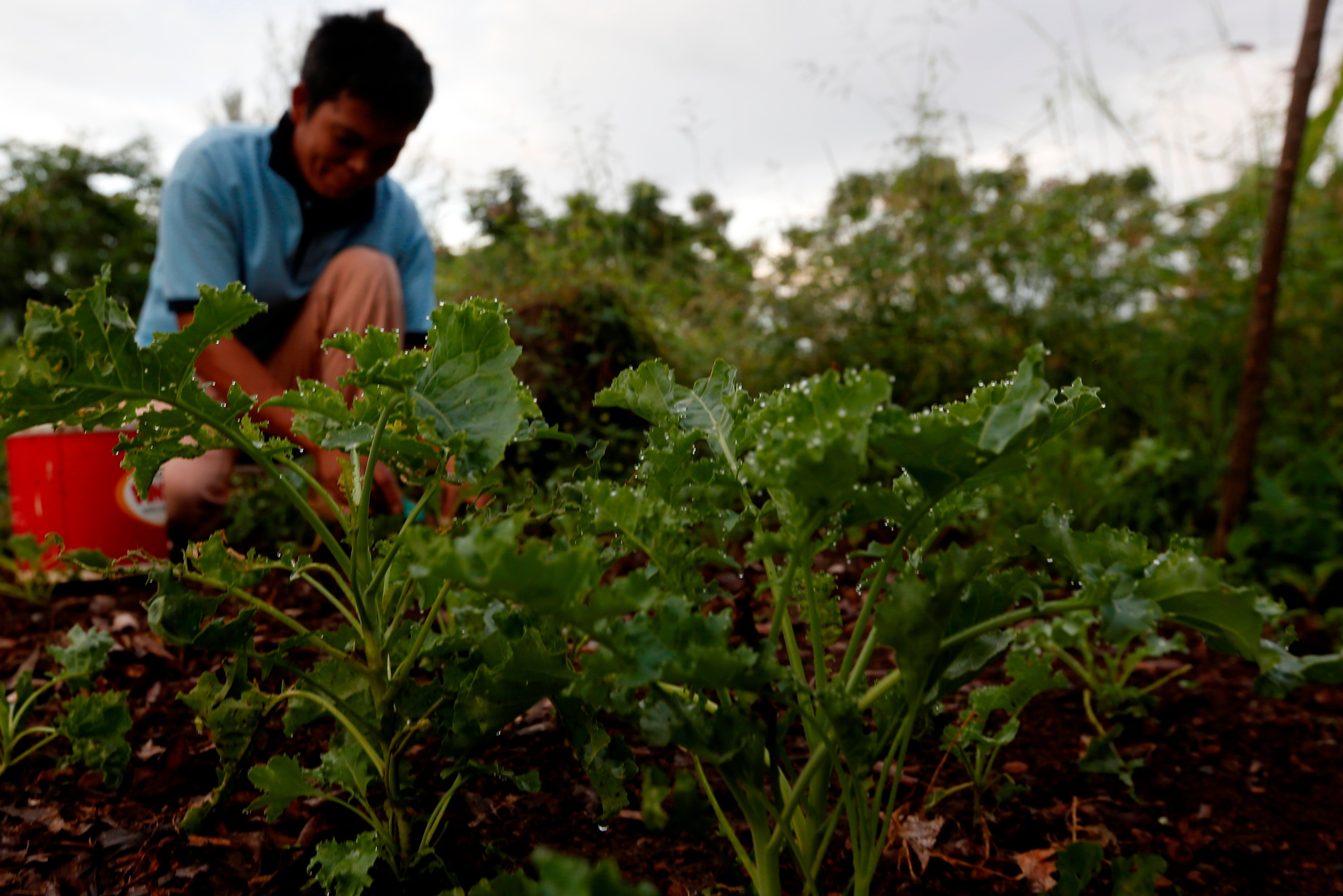 Petani memanen sayur kailan di kebun budi daya sayur organik, Desa Neuheun, Aceh Besar, Aceh, beberapa waktu lalu.