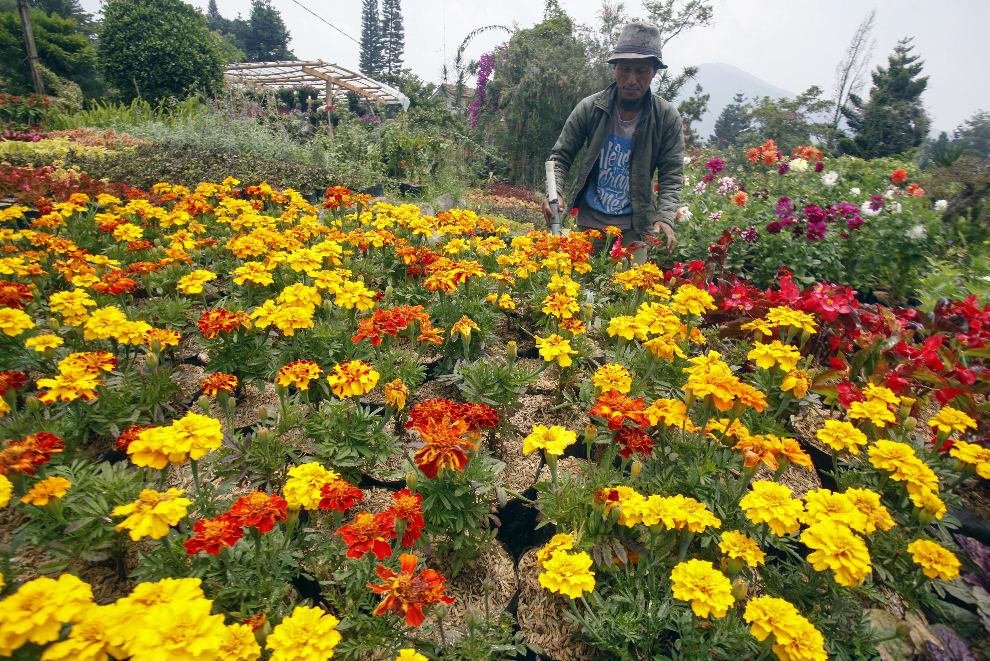 Petani merawat tanaman di lokasi budi daya tanaman hias, Cibodas, Jawa Barat.
