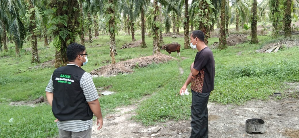 Balai Ternak Baznas mengembangkan program penggemukan dan pembiakan ternak sapi dan kambing.