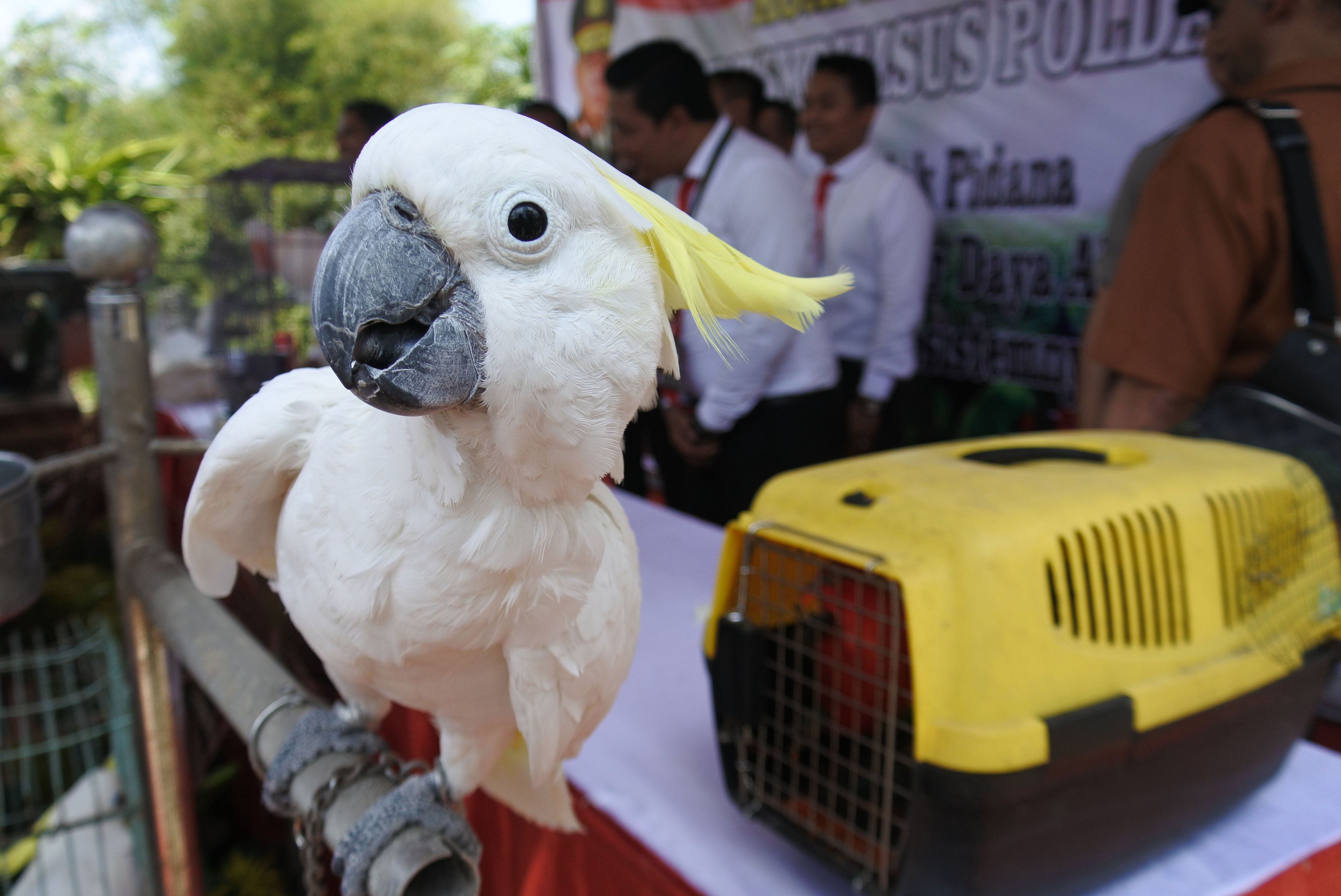 Ilustrasi penyelundupan burung yang dilindungi