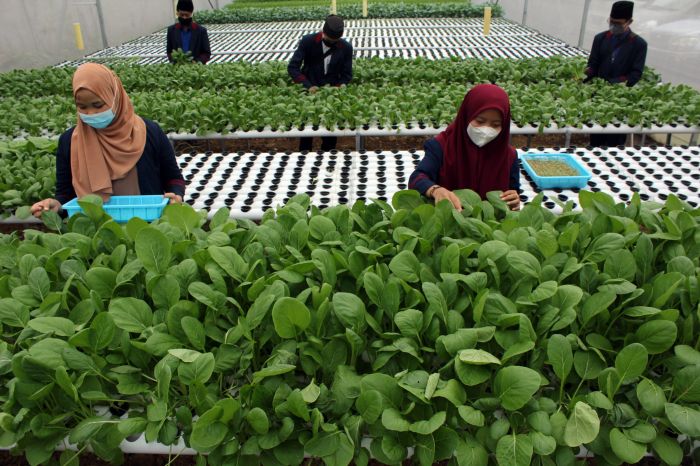  Sejumlah santri memanen sayuran yang ditanam secara hidroponik di Pondok Pesantren Al-Ghazaly, Bogor.  