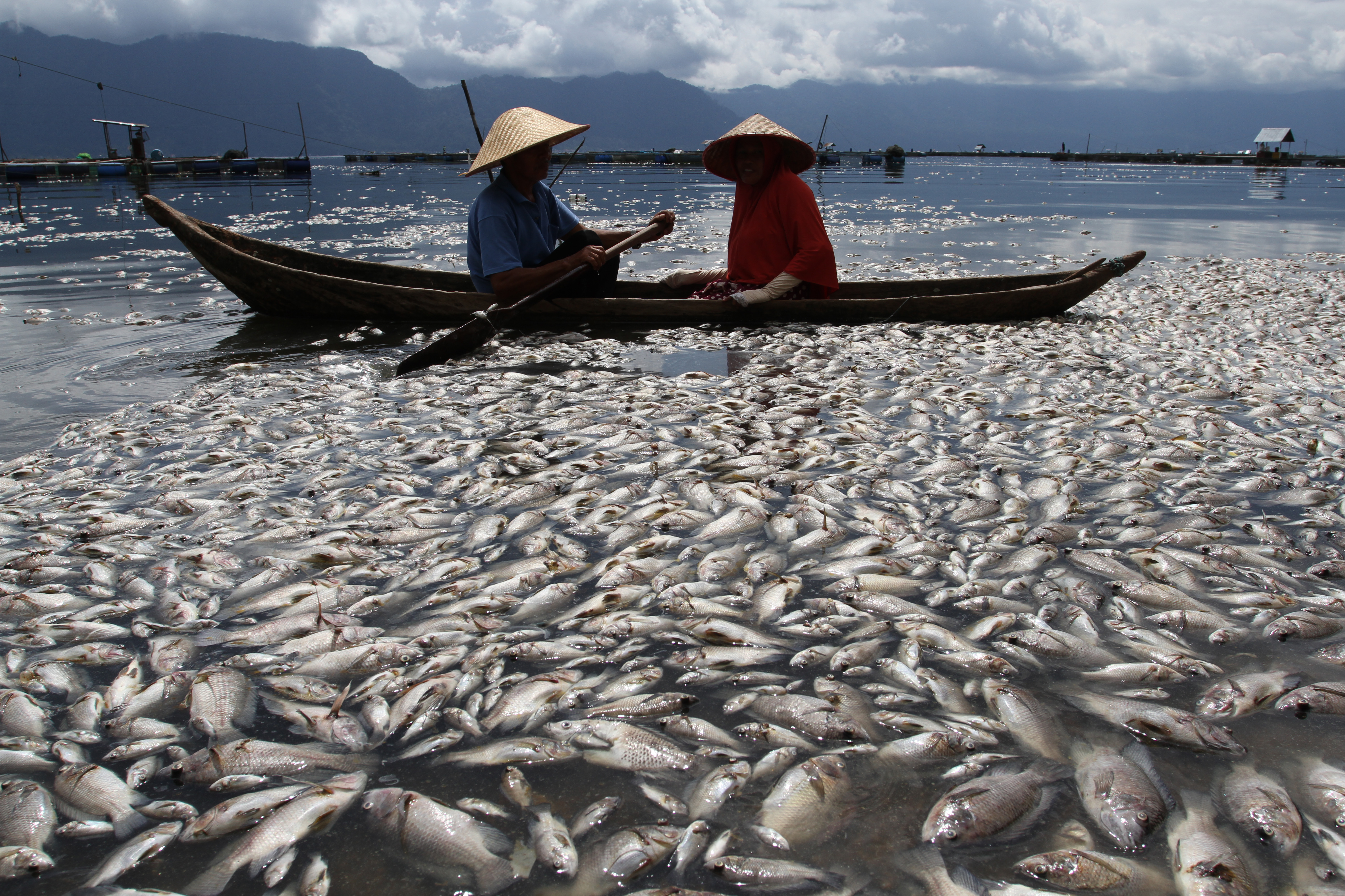 Nelayan melintas di dekat ribuan ikan karamba jaring apung yang mati di Danau Maninjau, Kabupaten Agam, Sumatera Barat, Kamis (29/4/2021).