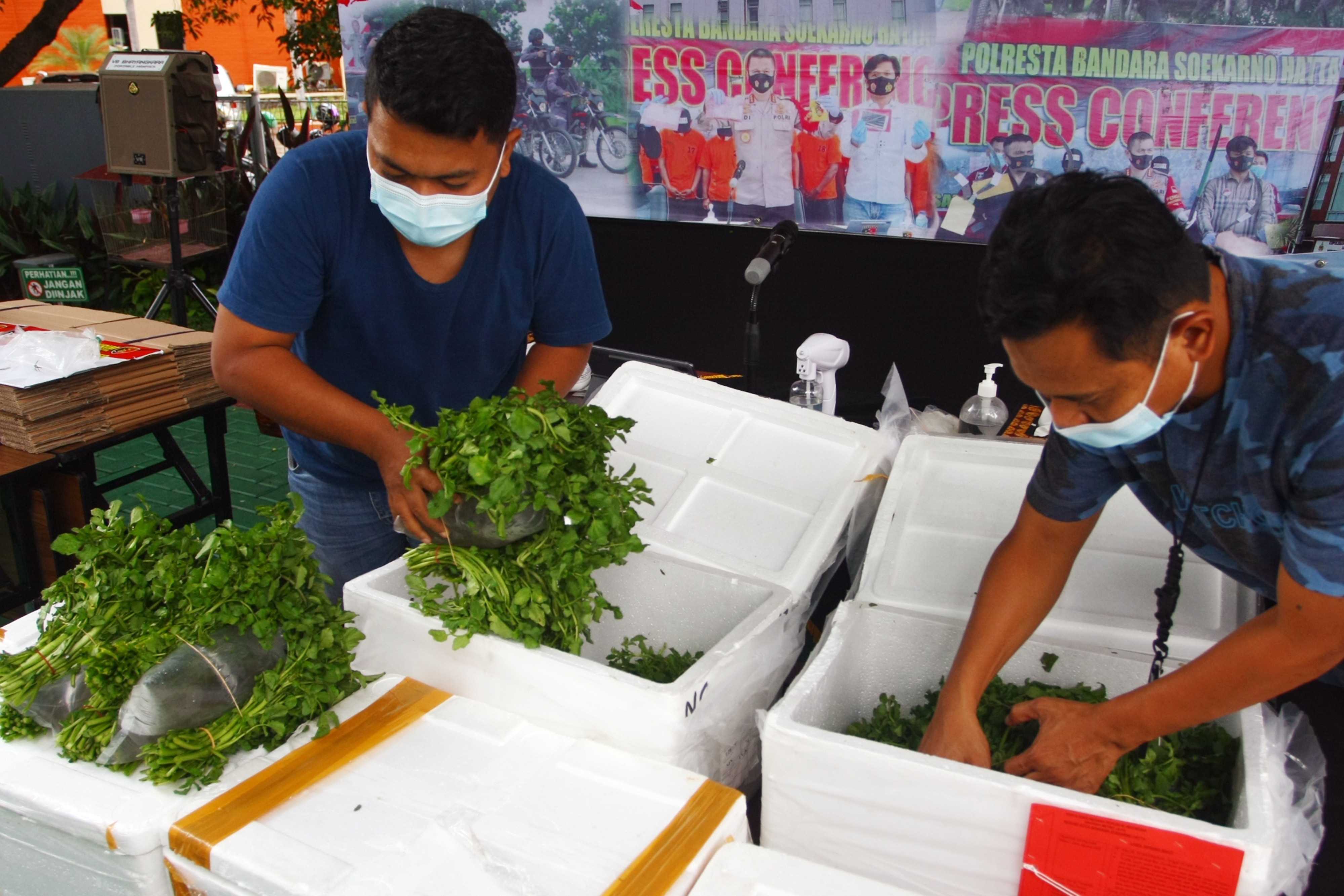 Penyidik menunjukkan barang bukti penyelundupan baby lobster di Mapolres Bandara Soekarno Hatta, Tangerang, Banten, Selasa (4/5).