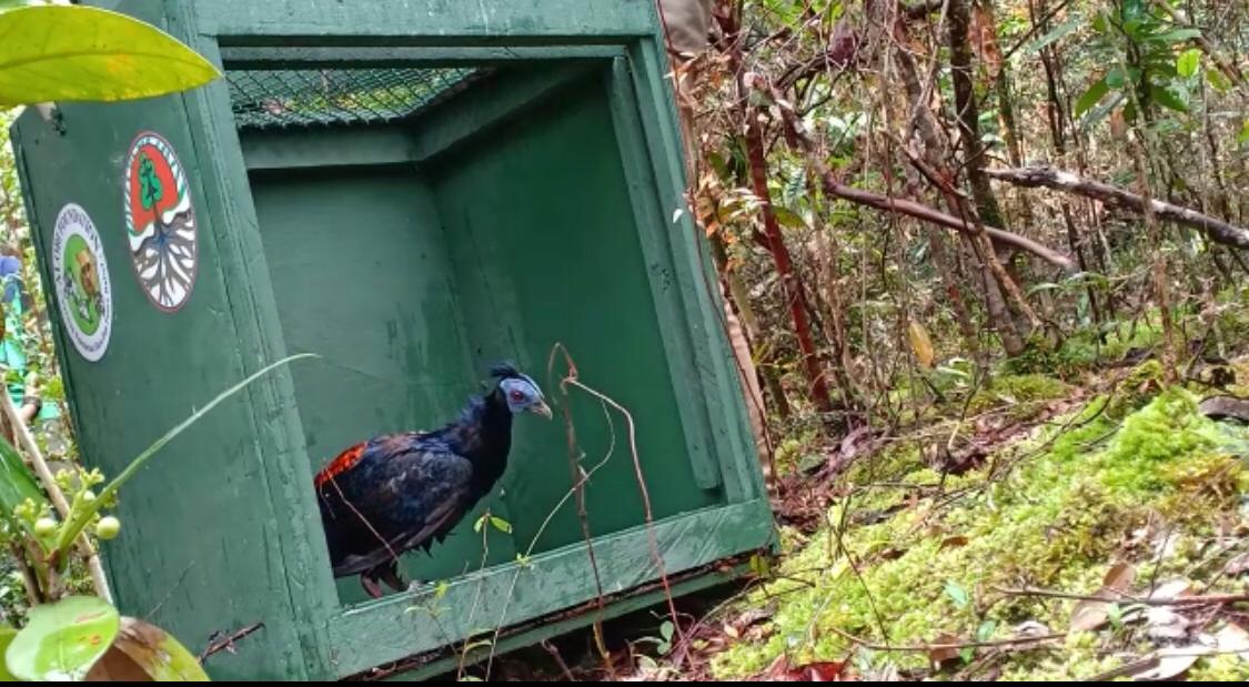 Ayam jembang yang dilepasliarkan di TN Gunung Maras, Bangka Belitung. 