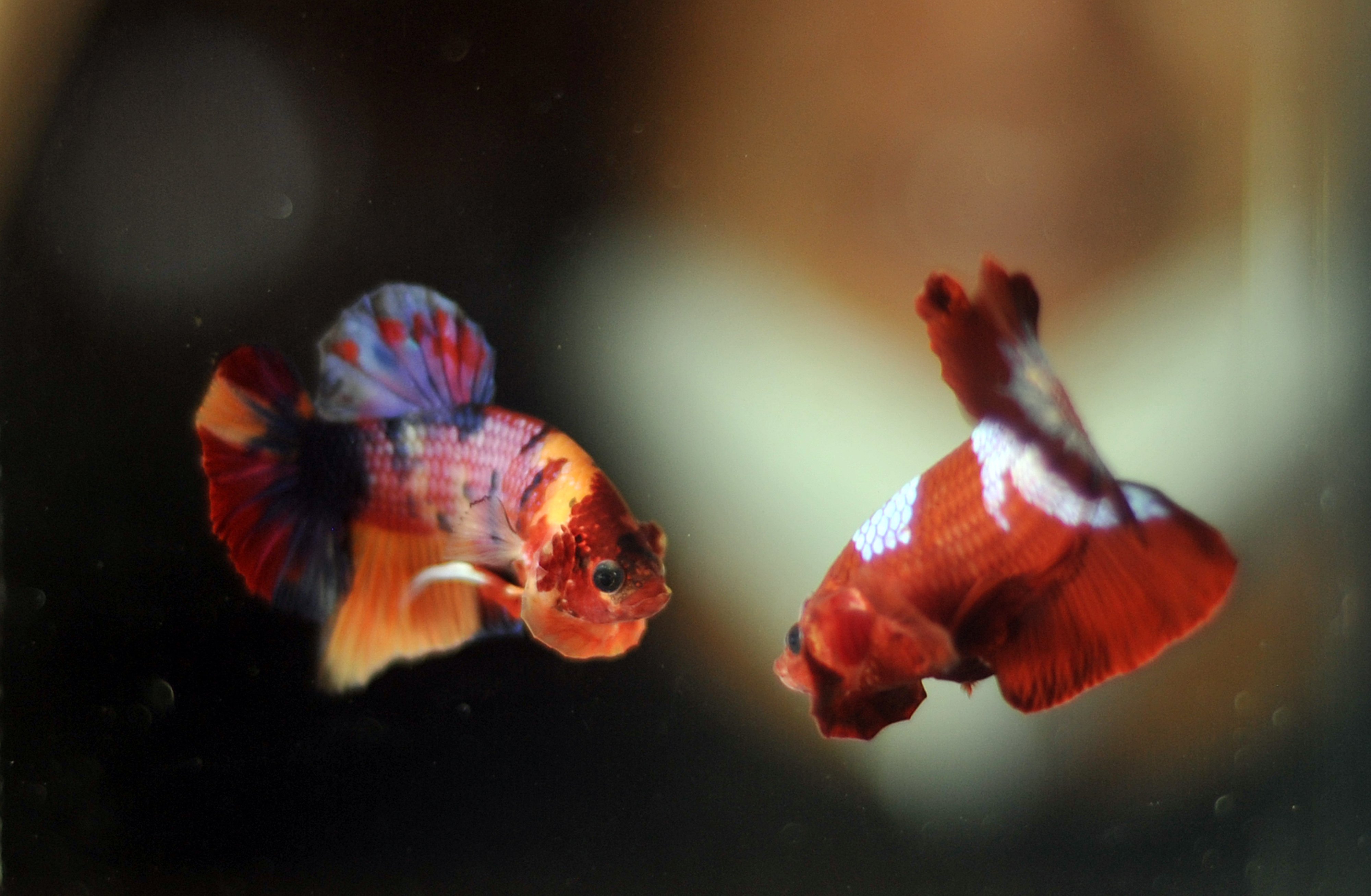 Hobi memelihara ikan cupang tengah menjamur.