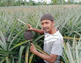 Pengembangan kampung hortikultura terdiri dari kampung buah, kampung sayuran, kampung tanaman obat dan kampung florikultura.