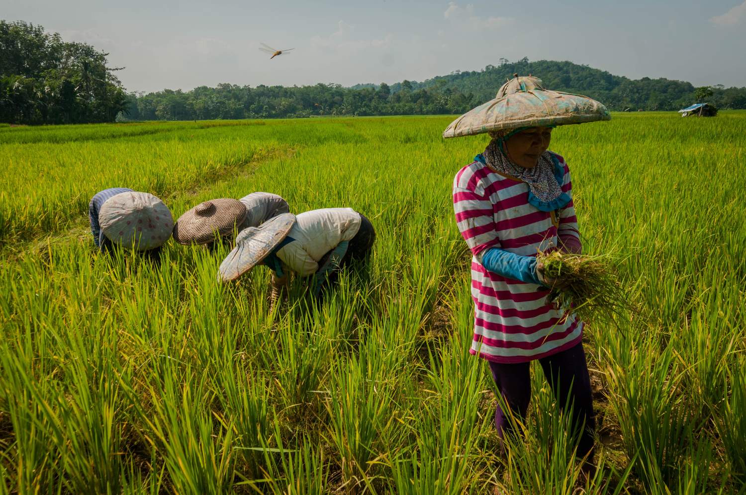 Kepala daerah berkomitmen untuk menjaga ketahan pangan di daerah masing-masing.