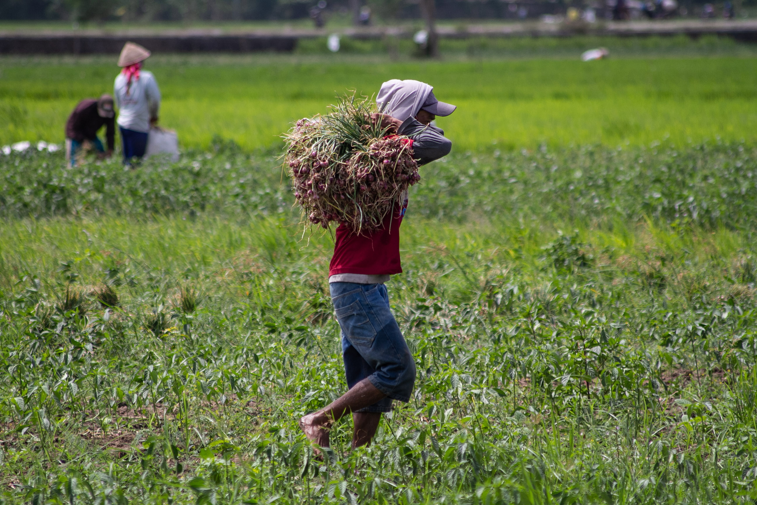Petani memanen bawang merah di Baros, Kretek, Bantul, DI Yogyakarta, Rabu (28/4).