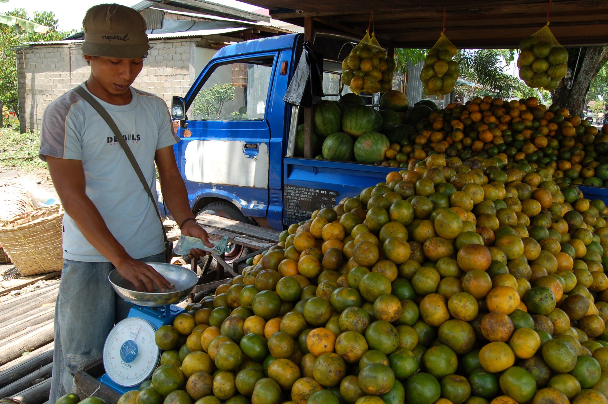 Jeruk madu atau jeruk siam merupakan komoditas andalan Kabupaten Sambas, Kalimantan Barat terus dibudidayakan sebagai produk unggulan. 