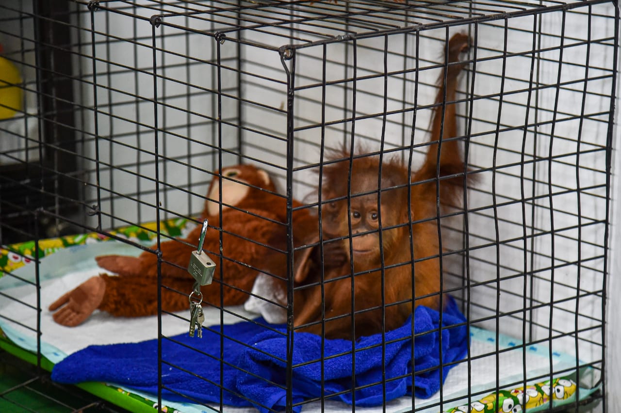 Orangutan yang berhasil diselamatkan di  Lampung Selatan, Provinsi Lampung.