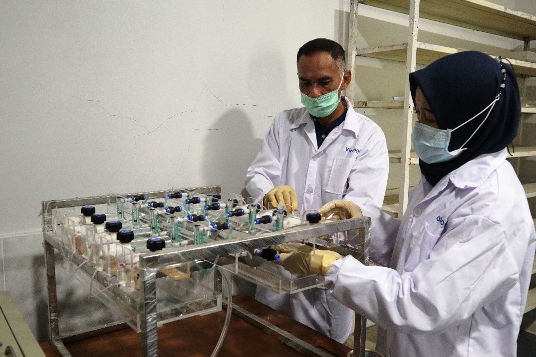 Produk Eucalyptus Balitbang Kementan Lolos Uji Klinis SARS-CoV2