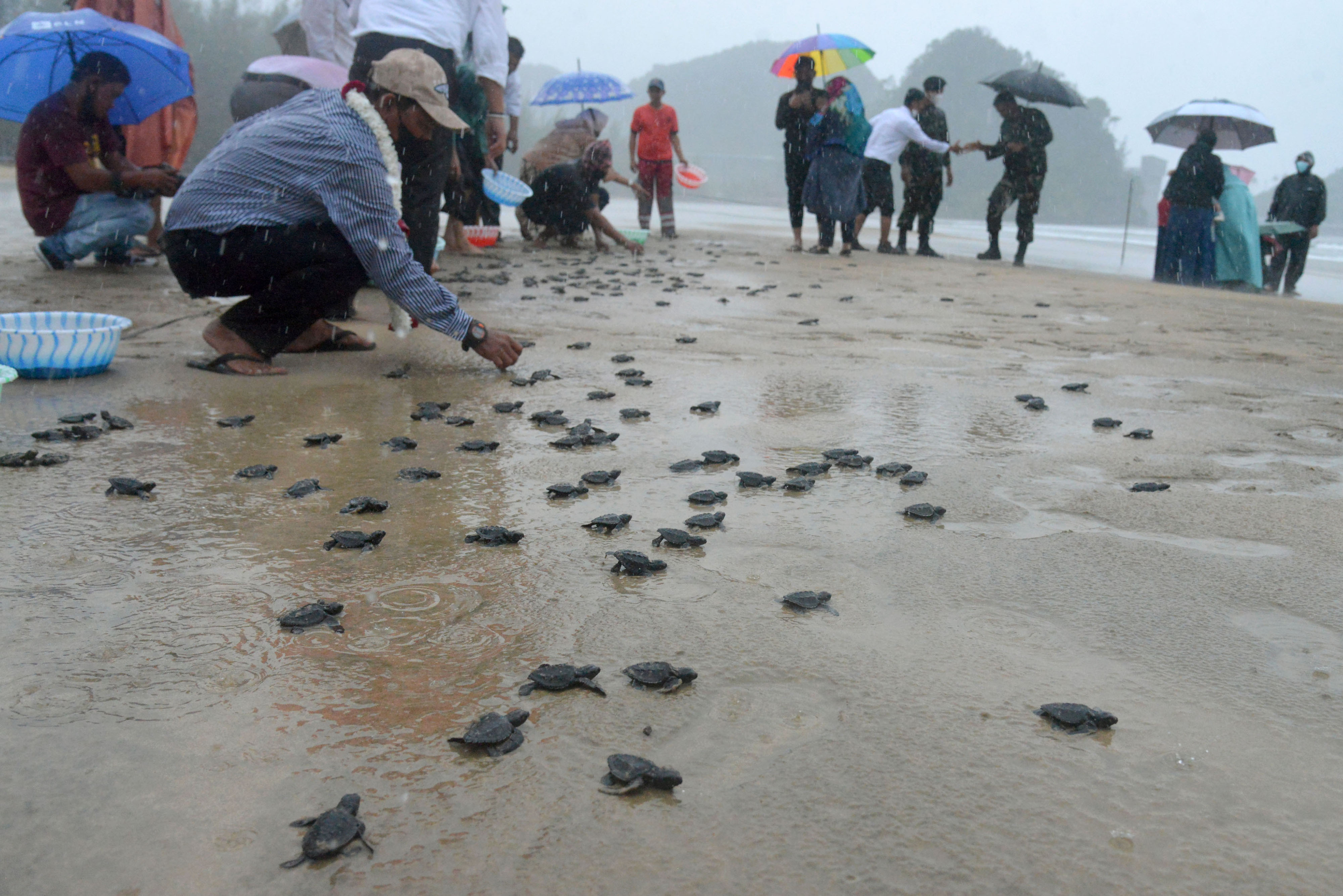 Acara pelepasliaran tukik di kawasan konservasi Pantai Lhoknga, Kabupaten Aceh Besar, Aceh, beberapa waktu lalu. 