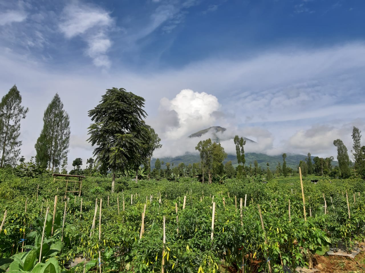 Lahan tanaman cabai rawit di Ngadirejo yang berada di lereng gunung Sindoro, Kabupaten Temanggung, Jawa Tengah.