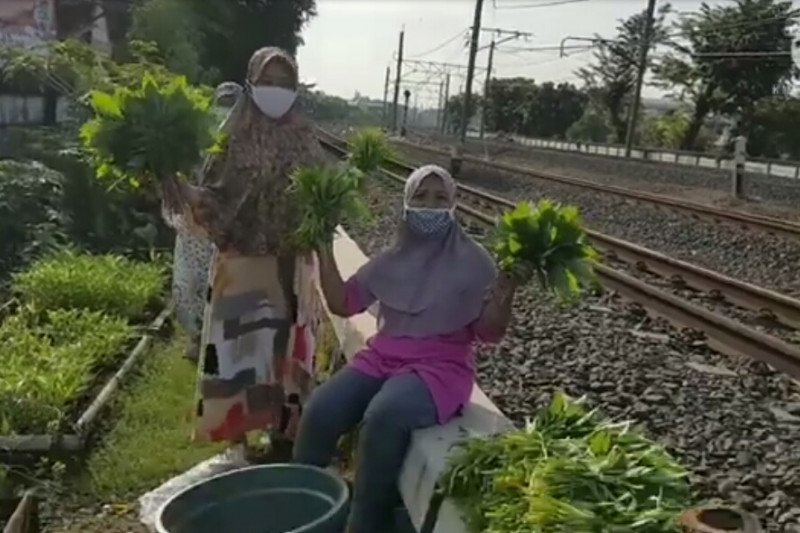 Warga Cipinang panen sayuran.