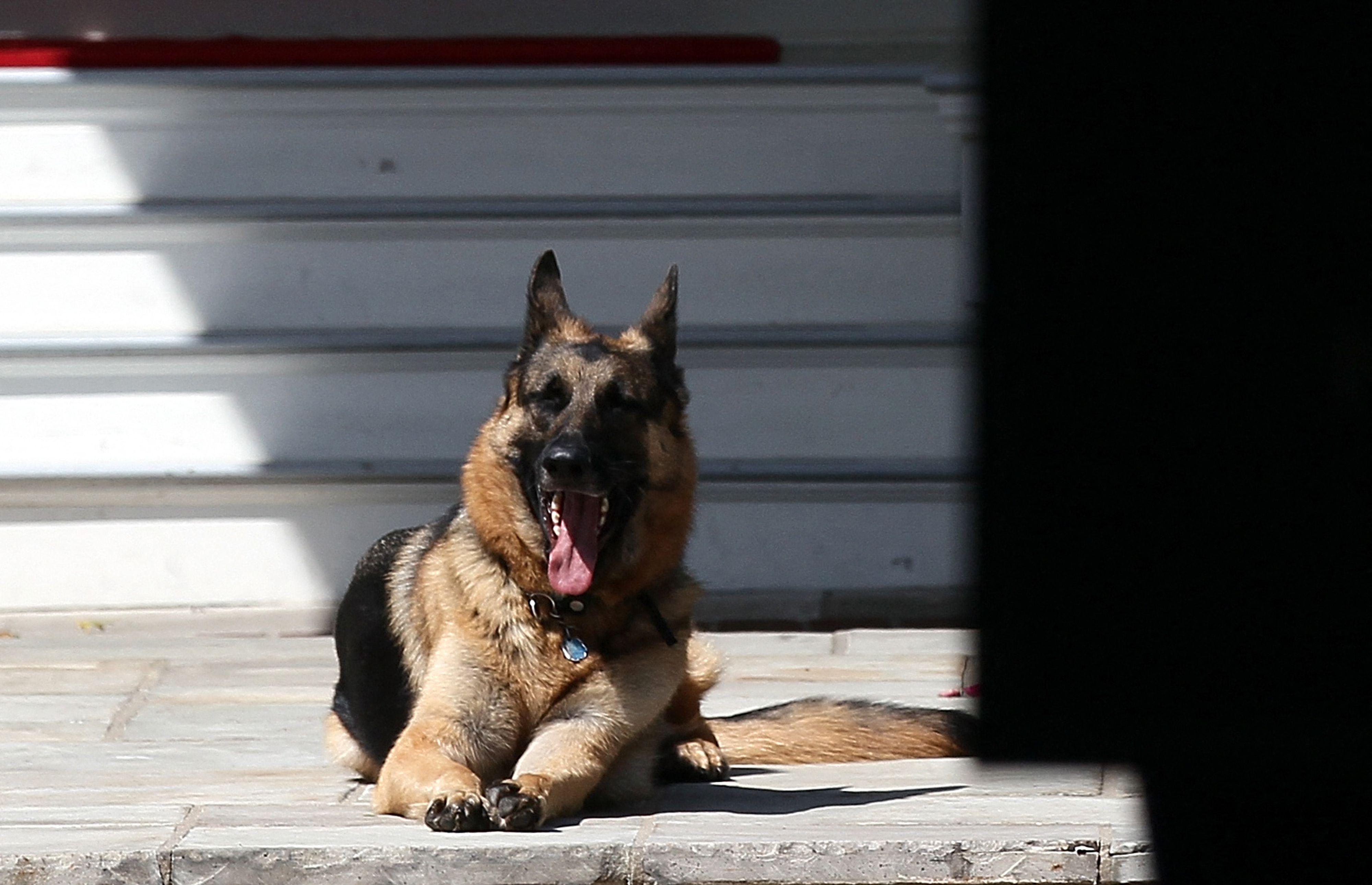 Champ, Anjing Kesayangan Biden, Mati
