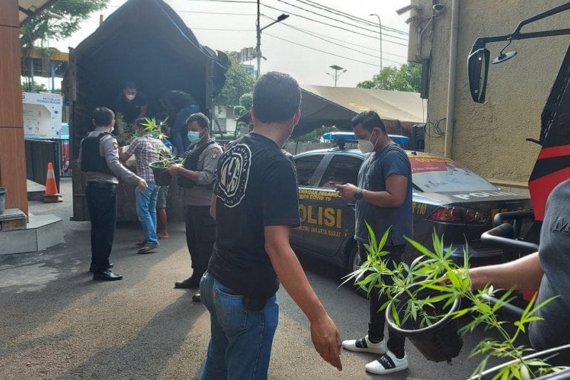 Petugas Polres Metro Jakarta Barat menyita barang bukti tanaman ganja yang ditanam di rumah.