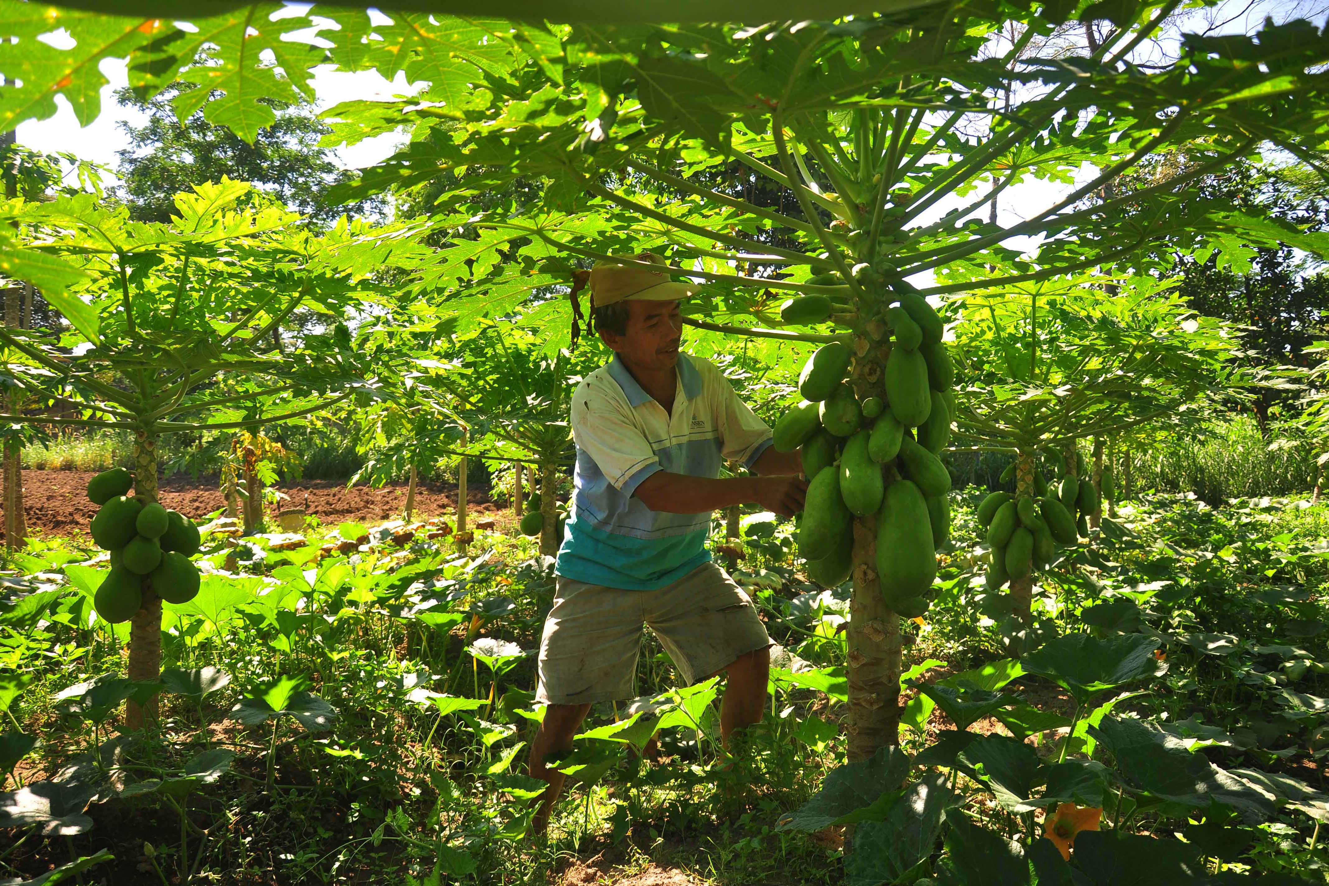 Kebun pepaya.