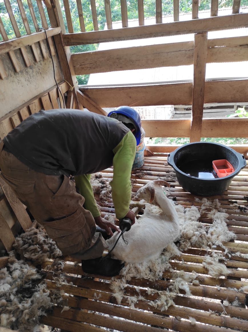 Pemotongan bulu domba menggunakan mesin yang diberikan Dinas Perikanan dan Peternakan Kabupaten Garut.