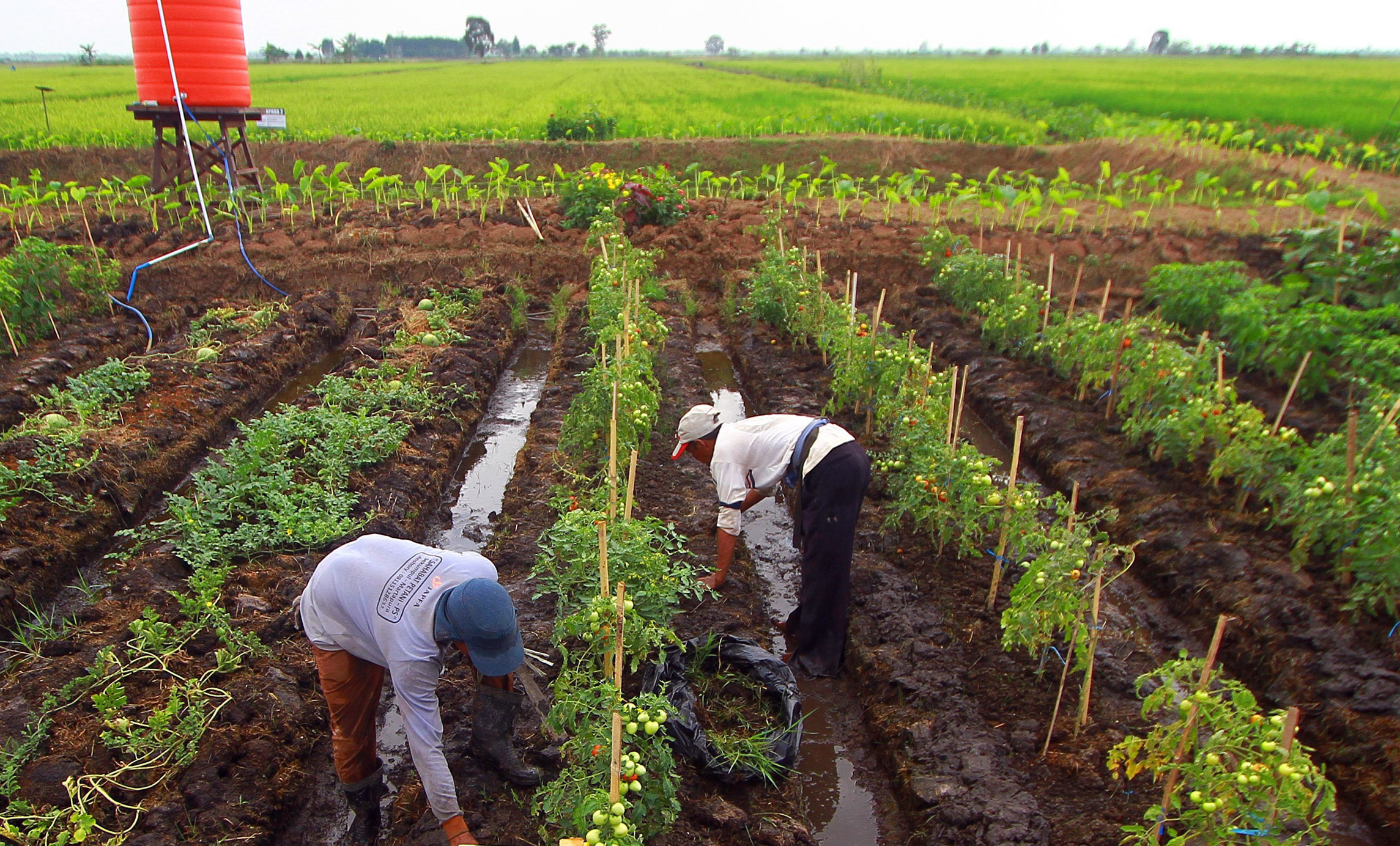 Petani millenial tengah merawat tanaman tomat di di Tapin, Kalimantan Selatan, Senin (21/06).