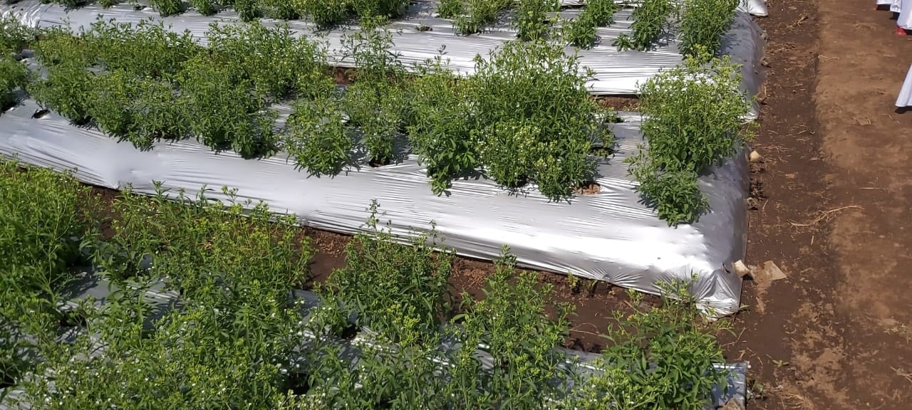 Tanaman Stevia yang bisa menjadi bahan baku pemanis