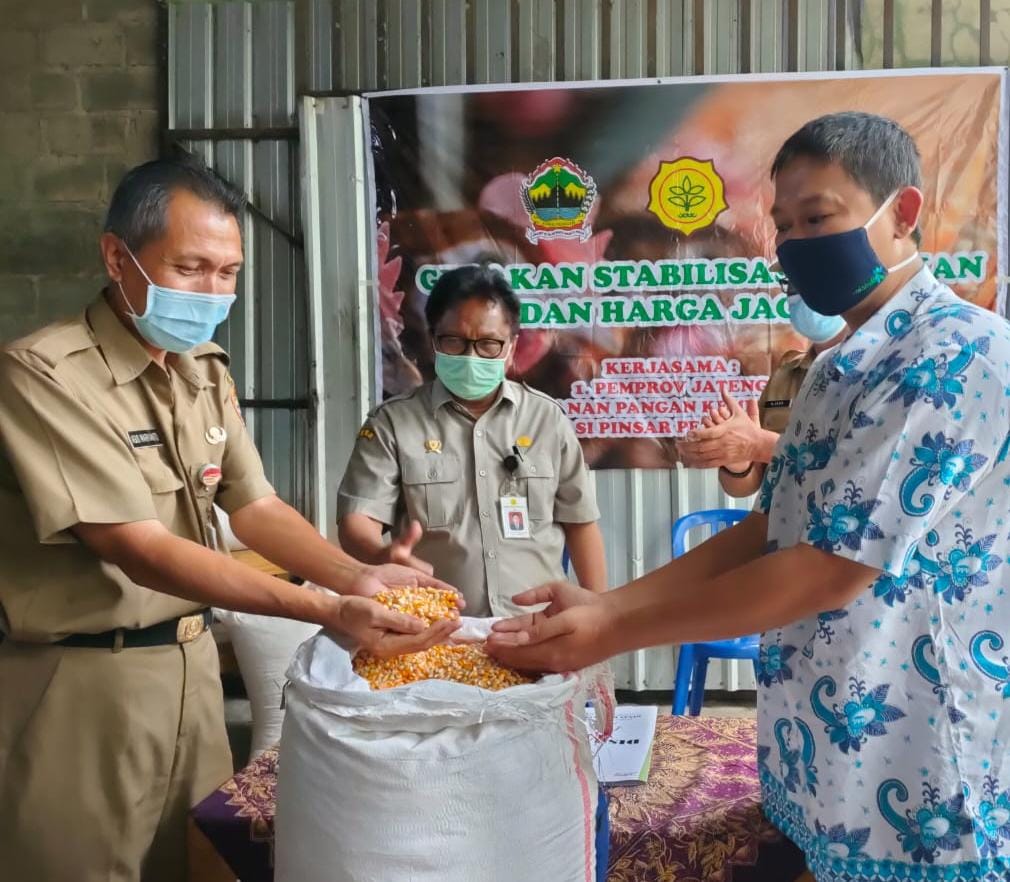 Stabilkan Pasokan dan Harga Jagung, Kementan Bantu Peternak Solo