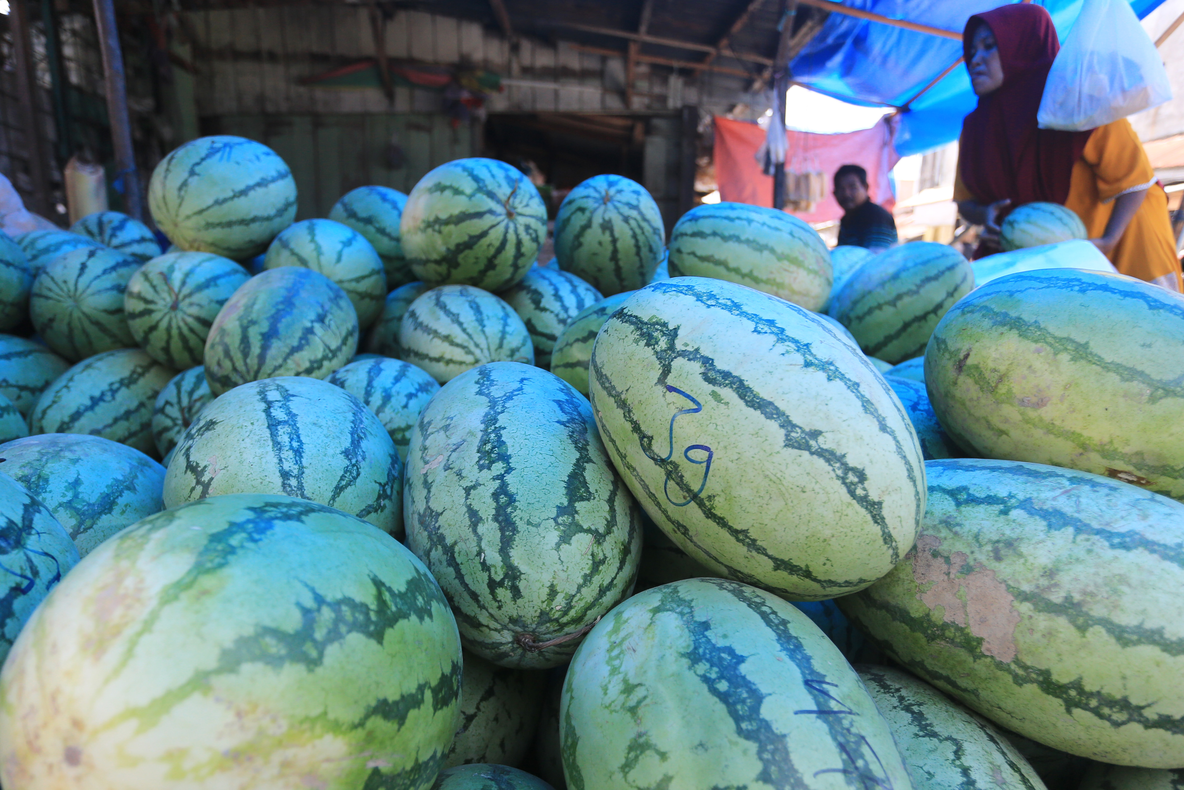 Petani mengumpulkan buah semangka hasil panen di area perkebunan Desa Peunaga Pasi, Meureubo, Aceh Barat, Aceh, April lalu