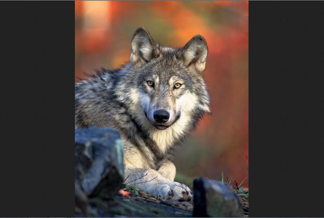 Serigala (Canis lupus)