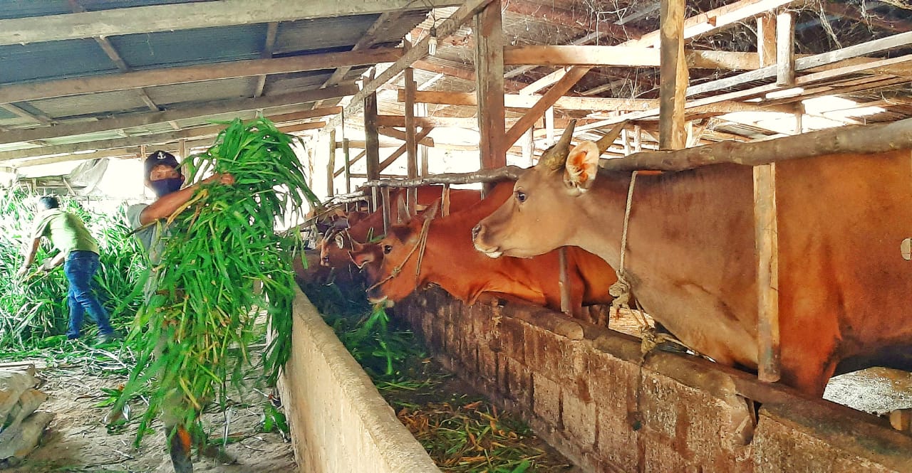 Peternak sapi di Provinsi Bangka Bellitung belum mampu memenuhi permintaan hewan kurban pada Idul Adha 2021.