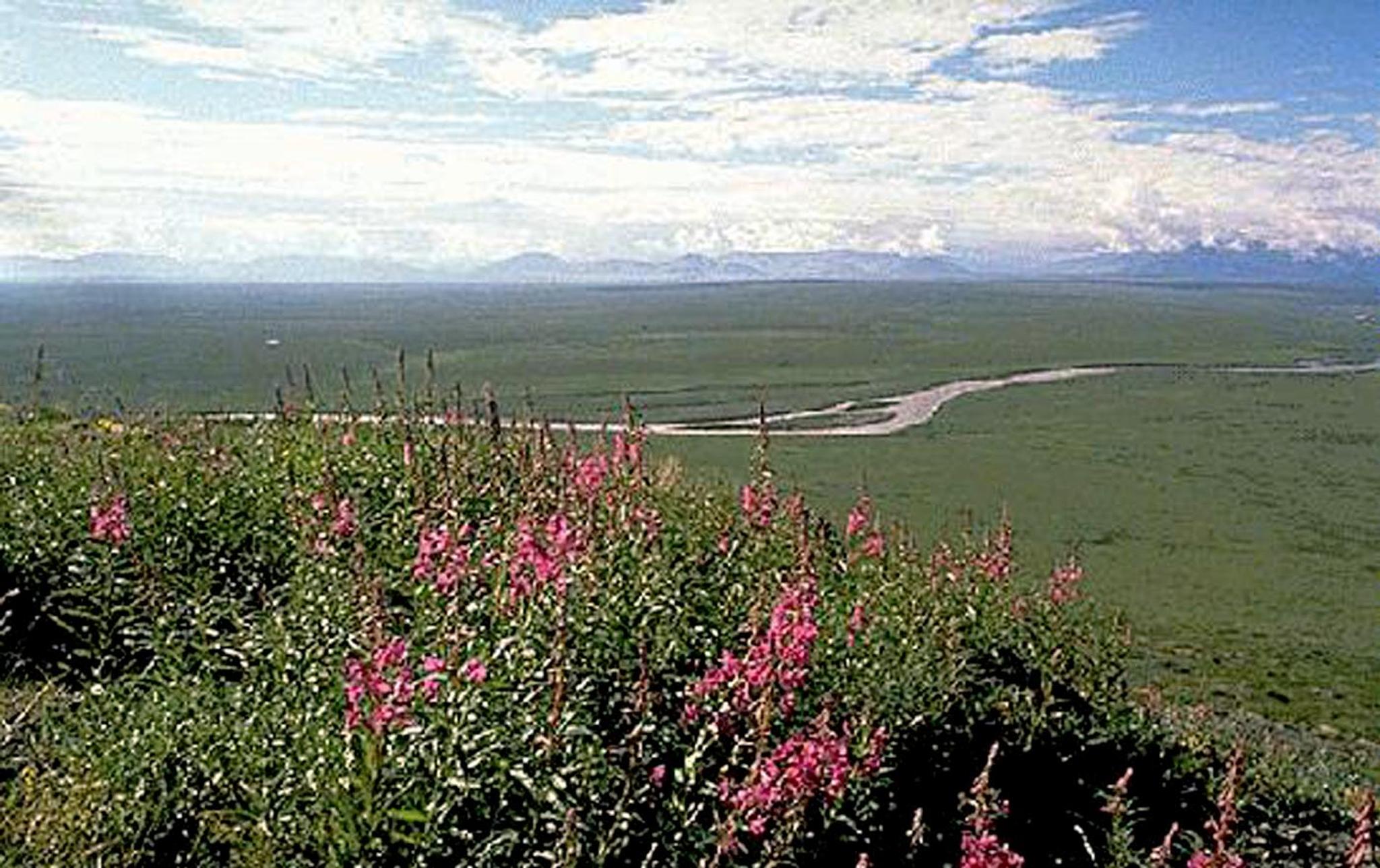 Pemandangan Suaka Margasatwa Nasional Arktik Alaska (ANWR)