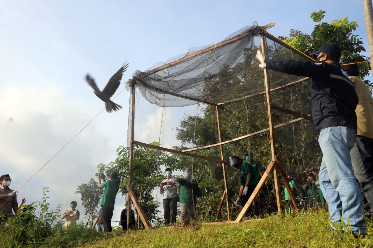 Pelepasliaran elang paria di Kawasan Suaka Margasatwa (SM) Ko’mara, Kabupaten Gowa.