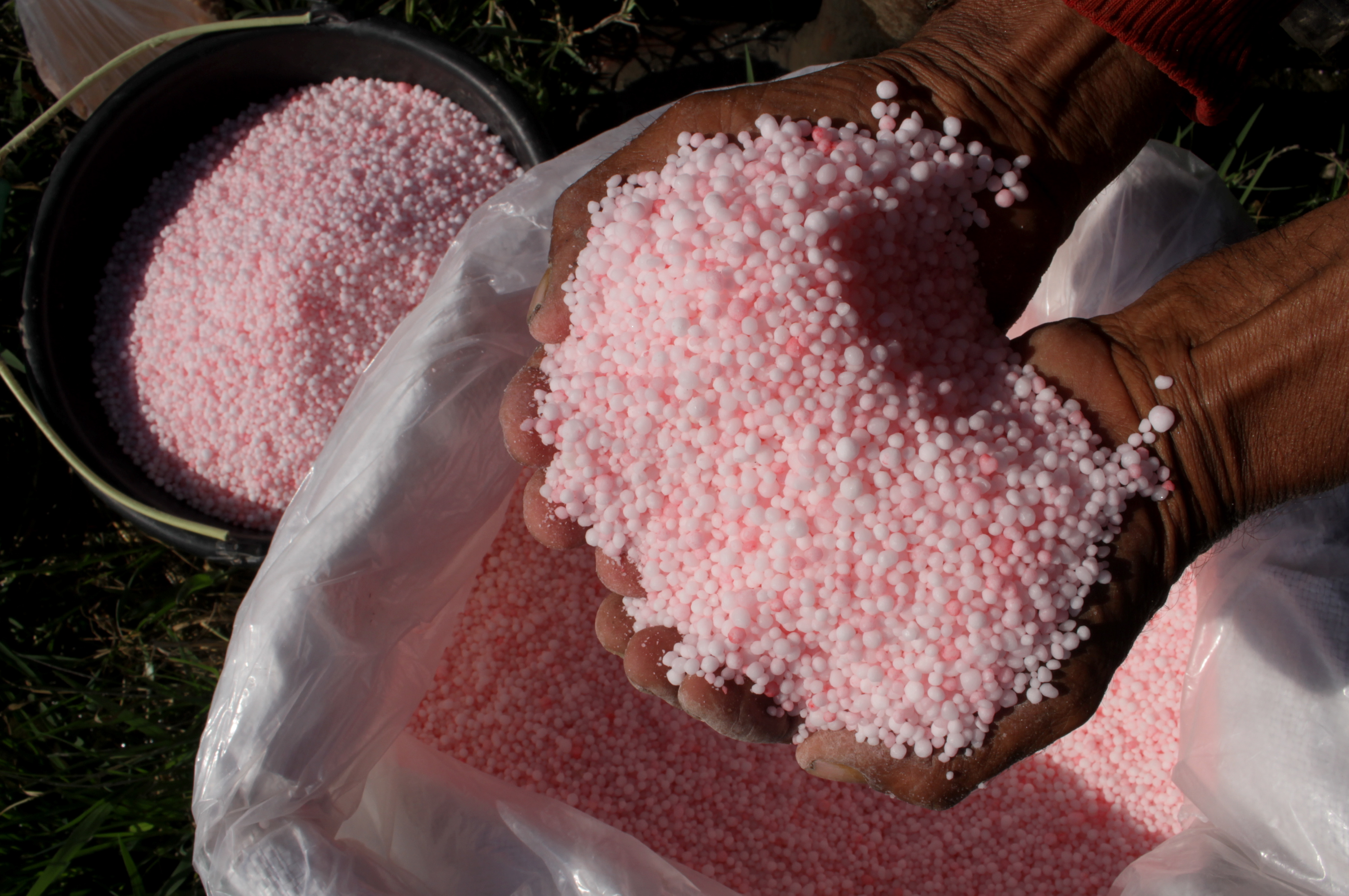 Petani menyiapkan pupuk urea 