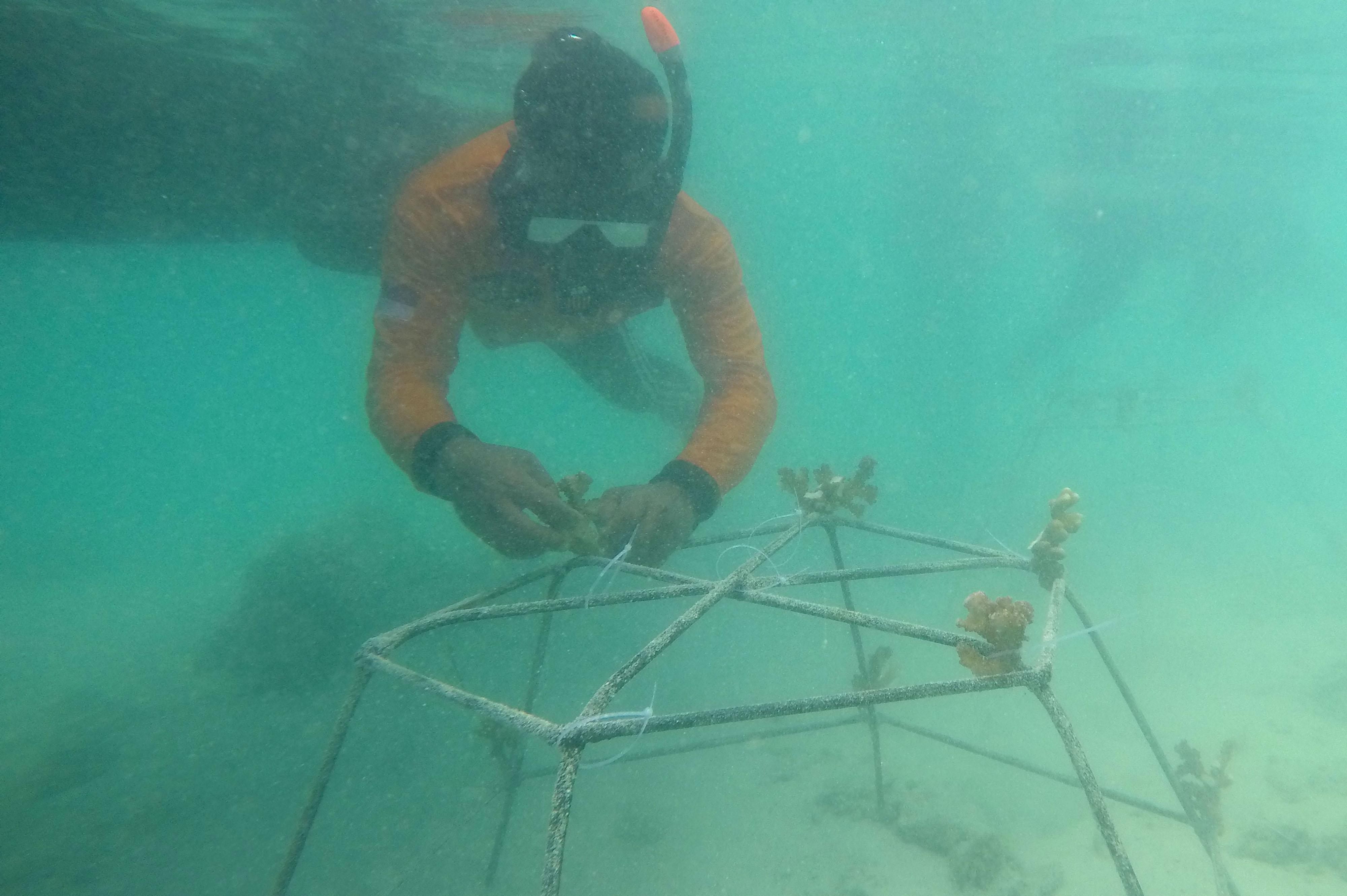 Ilustrasi menanam terumbu karang