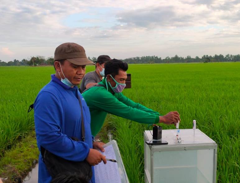 Praktik pengambilan sampel GRK dilakukan di lahan pertanaman padi di Kecamatan Katingan Kuala, Kuala, Kalimantan Tengah. 