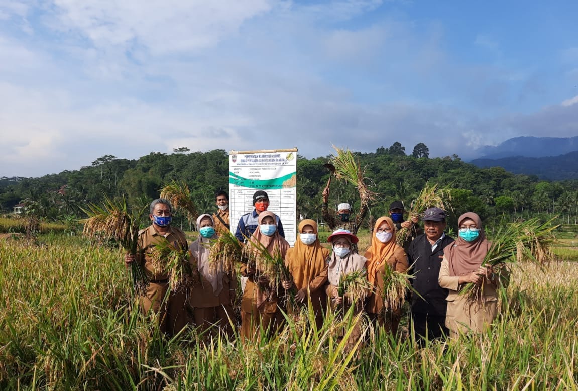 Kelompok Tani Bungursari di Desa Lumbungsari Kecamatan Lumbung  Kabupaten Ciamis berhasil melakukan panen padi melalui kegiatan OPIP.