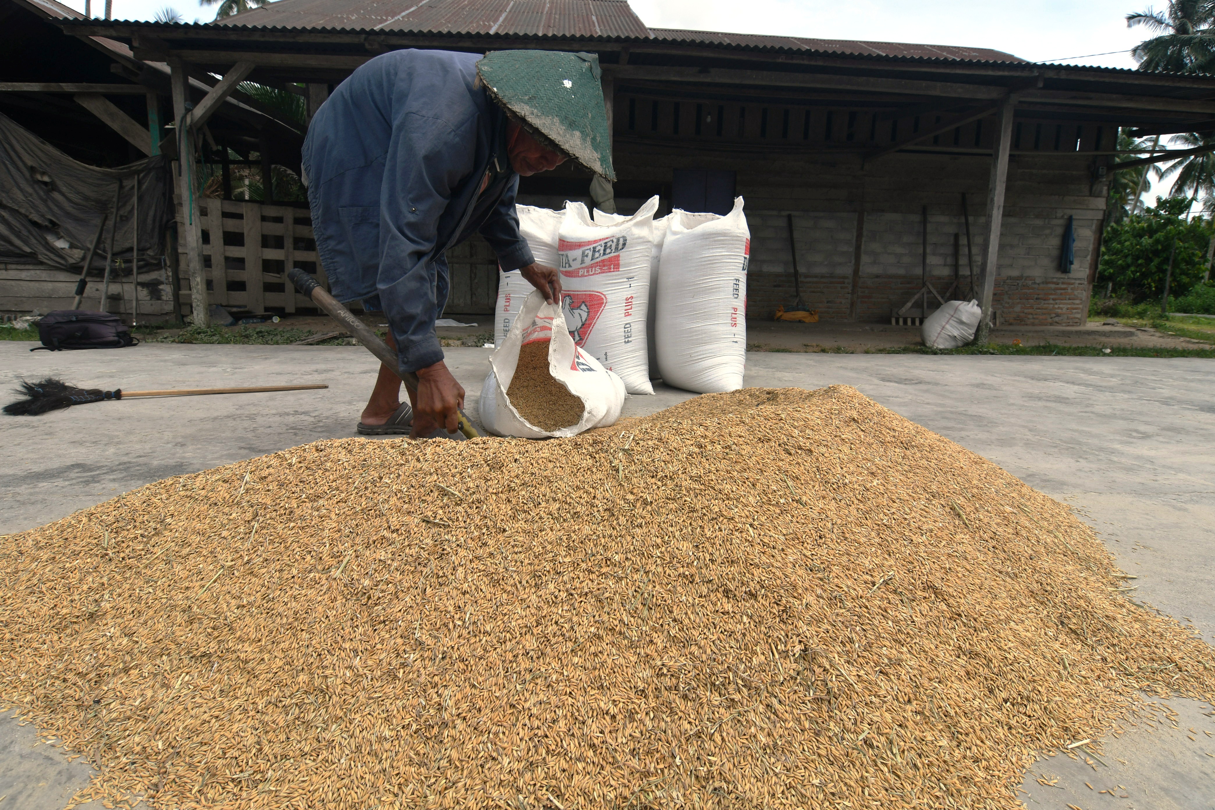 Seorang petani mengumpulkan gabah usai dijemur di Desa Meli, Kabupaten Donggala, Sulawesi Tengah.