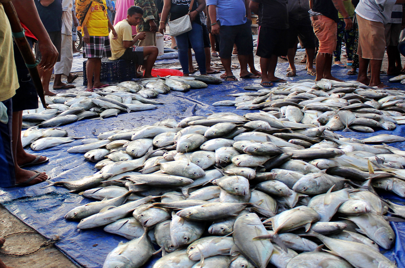 Ilustrasi nelayan menggelar hasil tangkapan di TPI