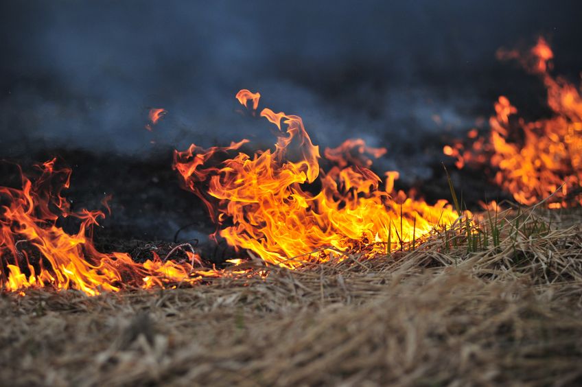 Rumput kering yang terbakar. 