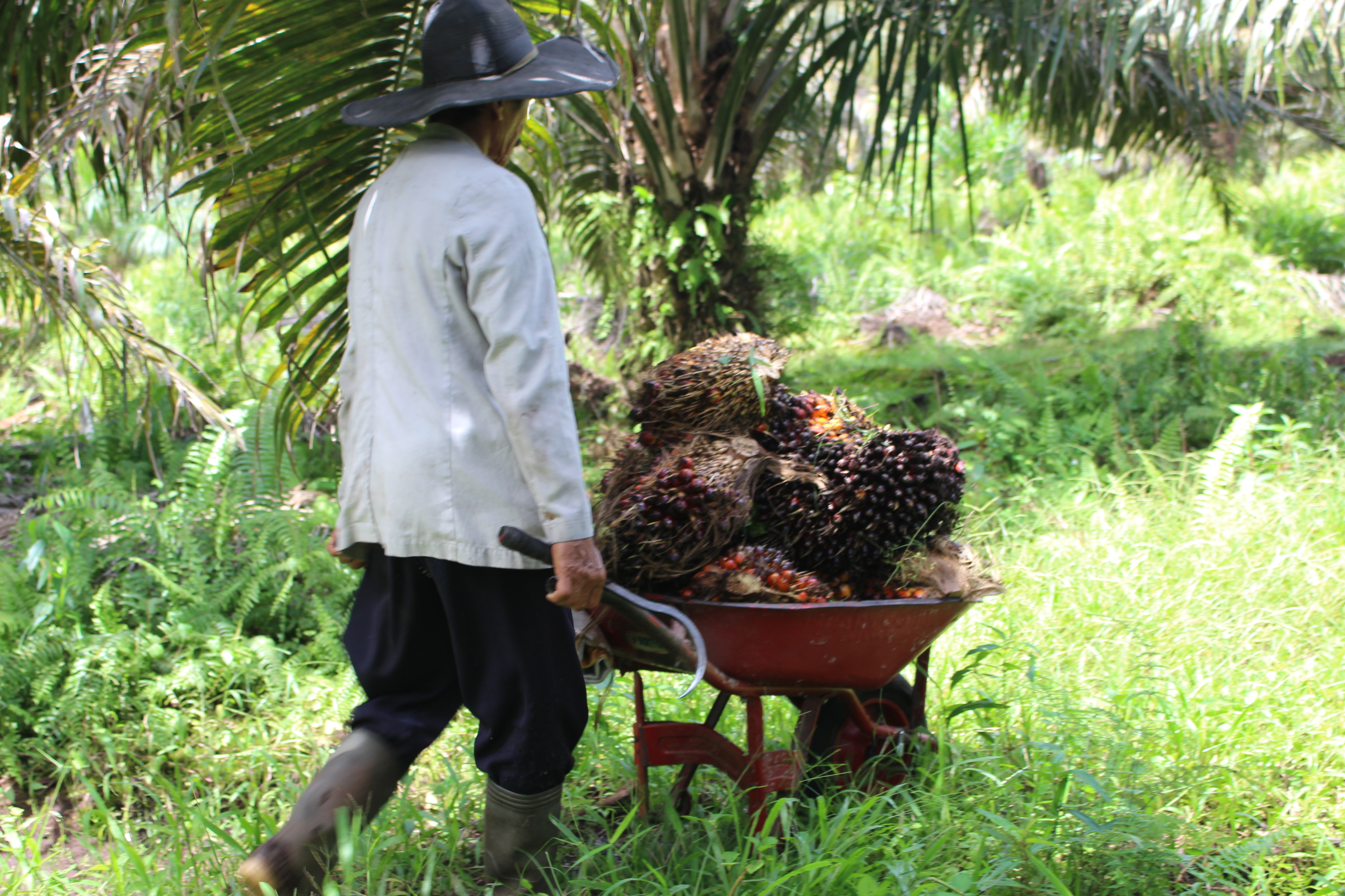 Seorang petani sawit membawa buah sawit. 