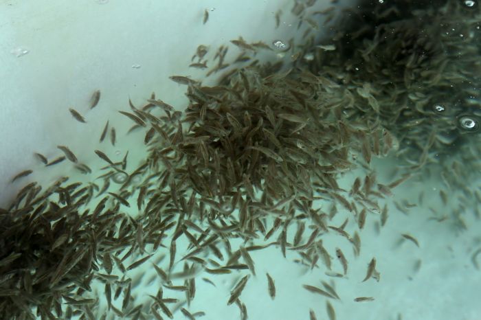 Ilustrasi budidaya ikan 