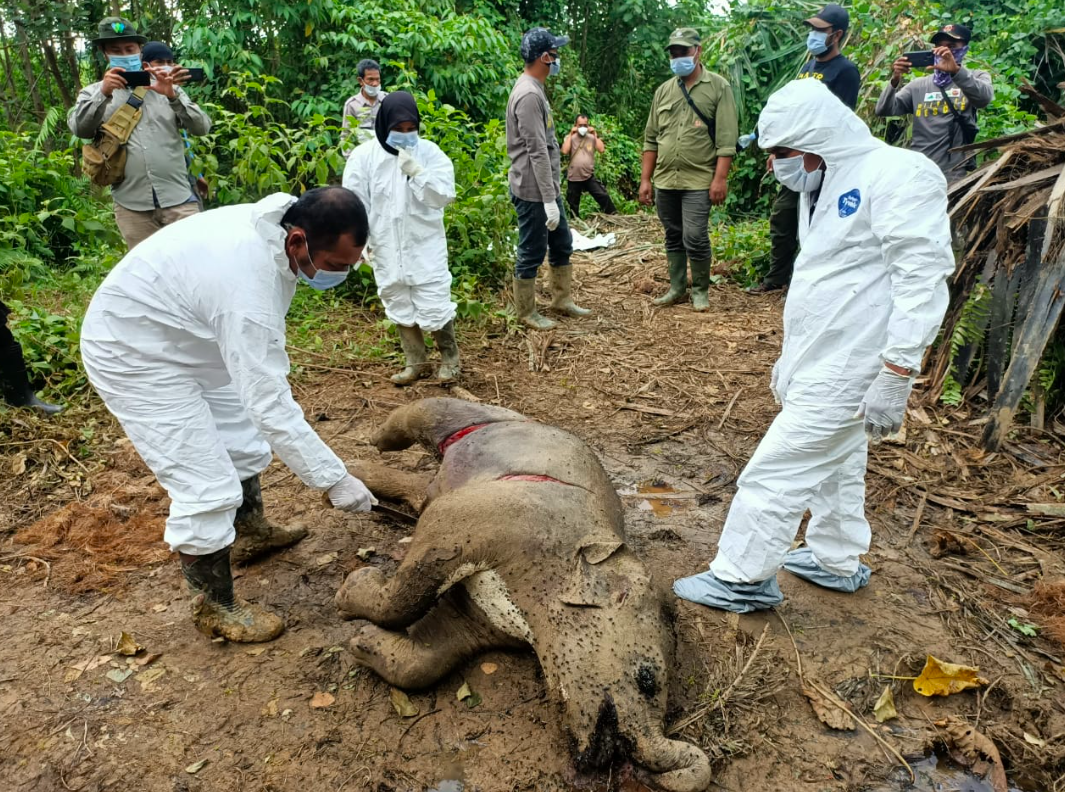 Bangkai anak gajah yang ditemukan mati di hutan kawasan Desa Sri Mulya, Aceh.